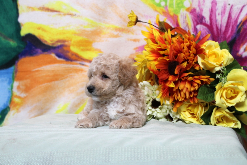 puppy, for, sale, Toy Poodle, Matthew B. Stoltzfus, dog, breeder, Gap, PA, dog-breeder, puppy-for-sale, forsale, nearby, find, puppyfind, locator, puppylocator, aca